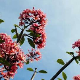 £ 42,100, TRS, Gold 280, Trials Bike, 800cc, LPG Hybrid