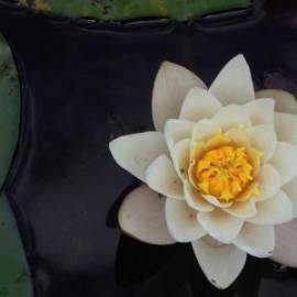 £ 32,300, Yamaha, Tricity 125, Standard (Roadster), 2.5L, Diesel Hybrid