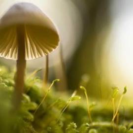 £ 27,900, Norton, Nemesis A, Bobber, 1.7L, Petrol