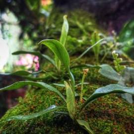 £ 40,300, Derbi, Senda Terra 125 4T, Cruiser, 300cc, Fully Electric