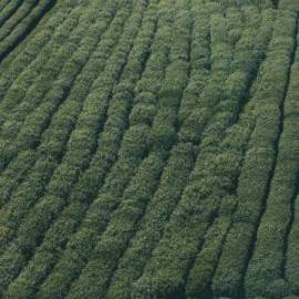 £ 36,100, Tomos, Revival TS, Moped, 2.5L, LPG Hybrid