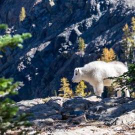 £ 22,400, Veloci, Boxter RT 150, Scrambler, 850cc, Diesel