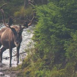 £ 25,300, Harley Davidson, FXWG Wide Glide, Café Racer, 1.9L, Fully Electric