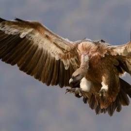 £ 30,300, Sachs, Bee 125, Cruiser, 2.0L, LPG