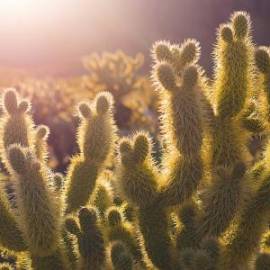 £ 14,400, Borile, B 500 CR Cafe Racer, Motocross, 350cc, Petrol Hybrid