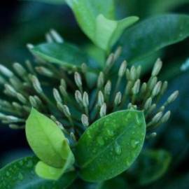 £ 17,700, Honda, BeAT FI, Café Racer, 50cc, Diesel Hybrid