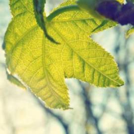 £ 31,700, Malaguti, RST 50, 1.2L, Petrol Hybrid