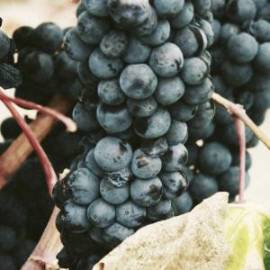 £ 41,600, Morris, Commercialj2, Passenger Van, 1.0L, Diesel Hybrid, Semi-Automatic