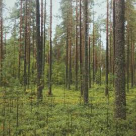 £ 39,500, Fiat, 500, Minivan, 1.4L, LPG, Semi-Automatic