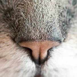 £ 21,700, Higer, H5C, Crew Van, 4.0L, Petrol Plug-in Hybrid, Manual