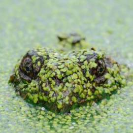 £ 36,600, Mini, Clubman, Crew Van, 2.2L, Petrol Plug-in Hybrid, Automatic