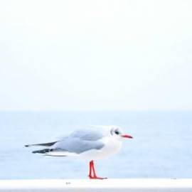 £ 20,700, Dongfeng, Yufeng, Conversion Van, 2.4L, Petrol Plug-in Hybrid, Semi-Automatic