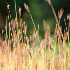 £ 500, Hanomag, L28, Minivan, 1.0L, Bio Fuel, Manual