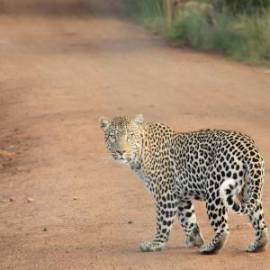 £ 27,600, SRM, Jinhaishi, Conversion Van, 1.2L, Petrol, Automatic