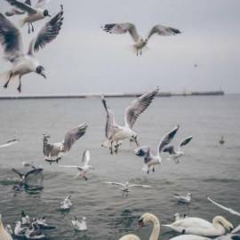 £ 29,600, De-Luxe, Ford, 2.2L, Diesel Hybrid, Semi-Automatic