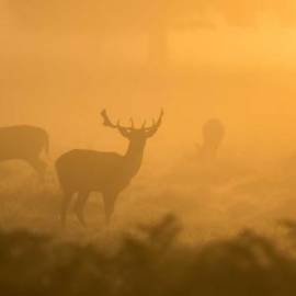 £ 42,800, Jinbei, Haise, Box / Luton Van, 4.0L, Fully Electric, Semi-Automatic