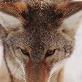 £ 22,700, De-Luxe, Ford, Microvan, 5.0L, Diesel, Automatic