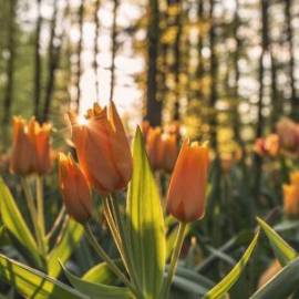 £ 49,300, LDV, Maxus, Passenger Van, 2.6L, Diesel Hybrid, Manual