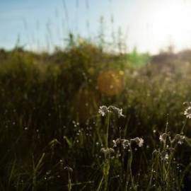 £ 11,100, Lancia, Jolly, Minivan, 1.4L, Diesel, Manual