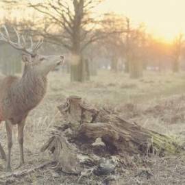 £ 44,200, Bedford, CA, Microvan, 2.8L, Fully Electric, Automatic