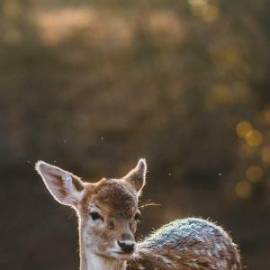 £ 2,300, Goliath, Gv800, 2.6L, Fully Electric, Manual