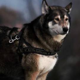 £ 5,800, Hyundai, Staria, Cargo Van, 1.9L, Petrol Plug-in Hybrid, Semi-Automatic