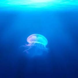 £ 42,800, Boss Hoss, ZZ4 350 (355 hp version), Standard (Roadster), 1.6L