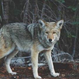 £ 49,800, Munch, TTS 1300, Dual-Sport, 1.5L, LPG Hybrid